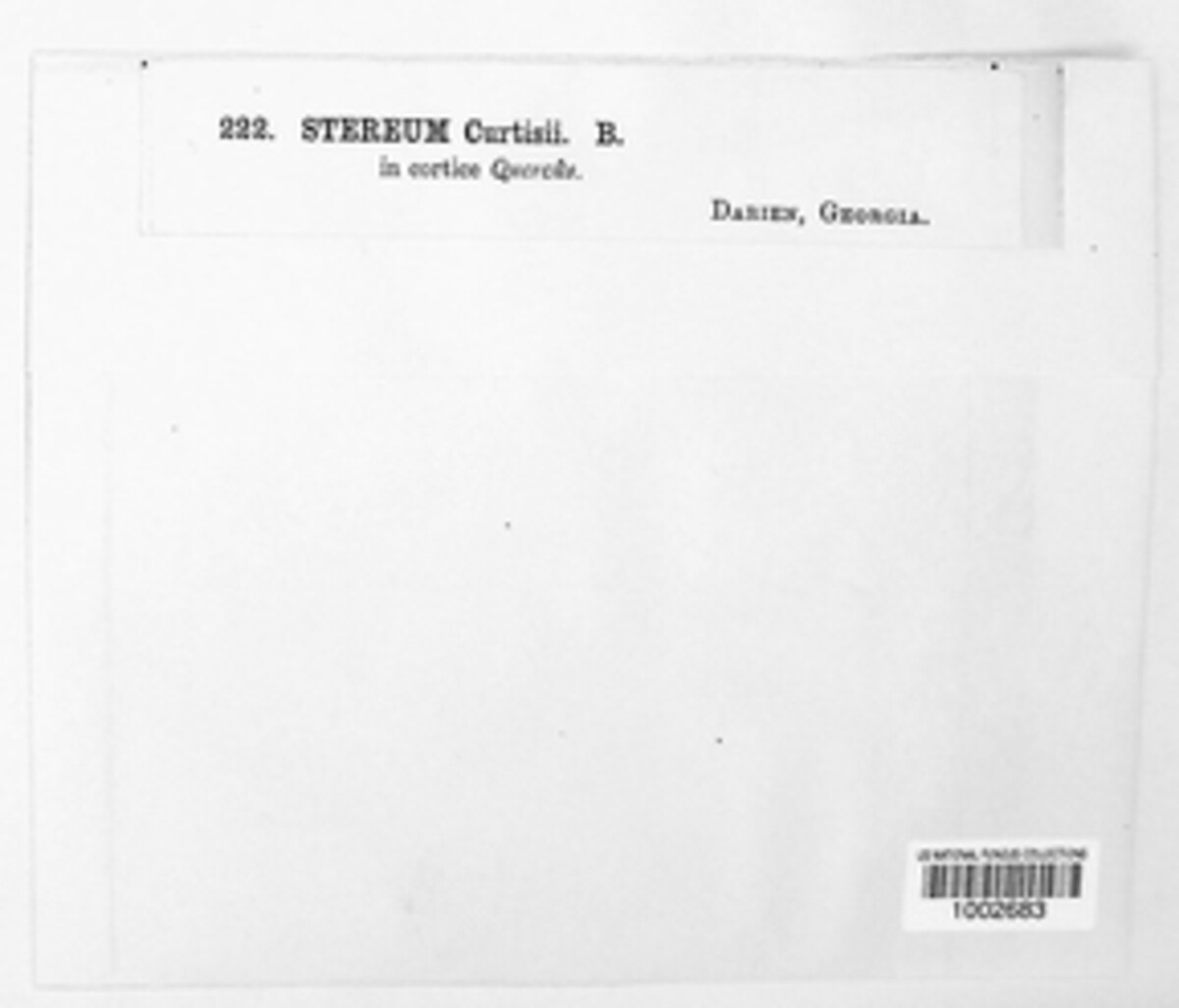 Hymenochaete curtisii image